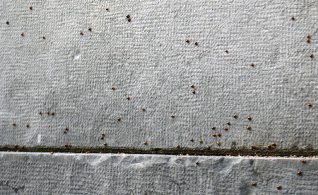 Pullulazione di coccinelle